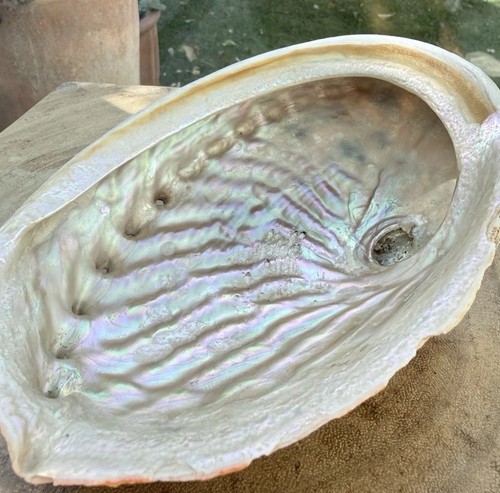 Extra large abalone - extra,
