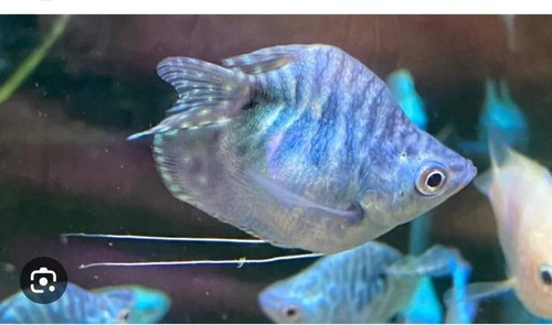 Blue balloon gourami - balloon,