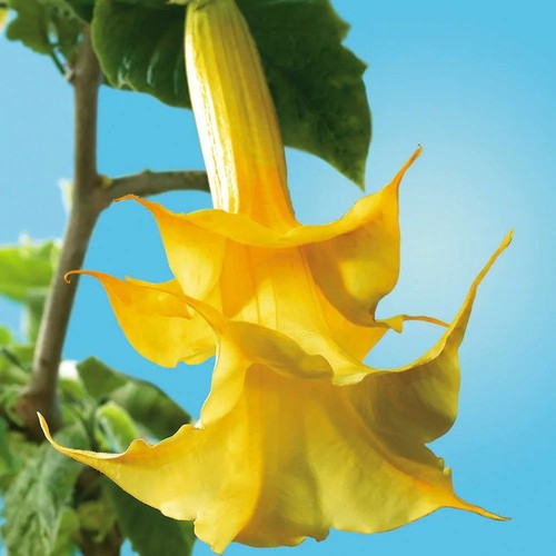 Angel trumpet yellow - angel's,