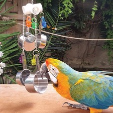 Pan Clacker Parrot African