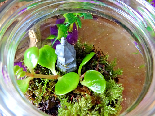 Chinese stonecrop mini zen - chinese,