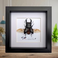 Taxidermy Dorcus Hopei Stag