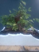 English Elm Bonsai Tree