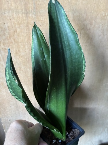 Snake plant few marks - snake,
