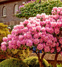 Rhododendron Scintillation -
