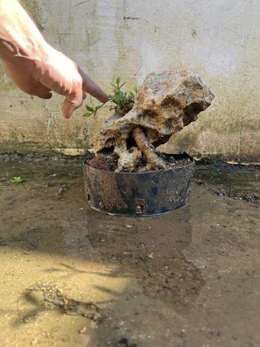 Olive bonsai inside the stone - bonsai,,