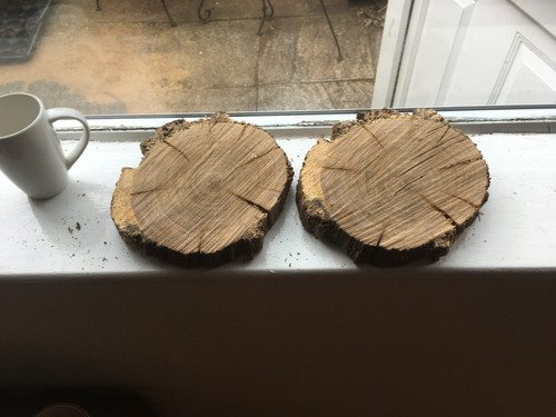 Oak wood tree cookie - oak, slab