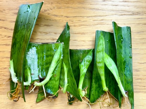 Sansevieria snake plant rooted