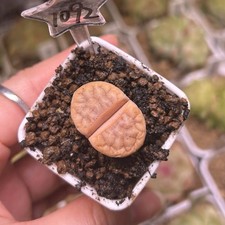 Exact Plant，1pc Lithops