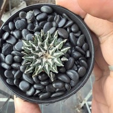 2.5CM Succulent Cactus Plant