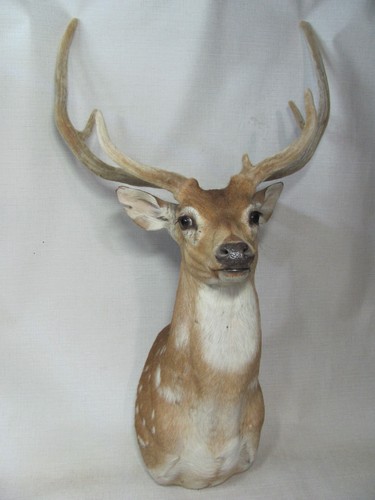 Axis deer chital spotted - axis,