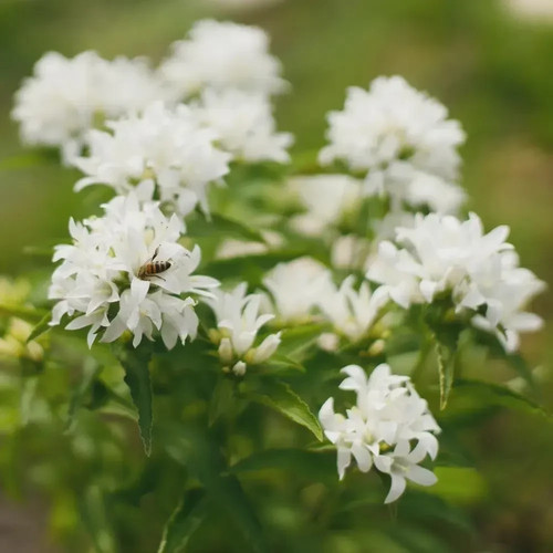 Campanula glomerata alba - glomerata, 'alba'