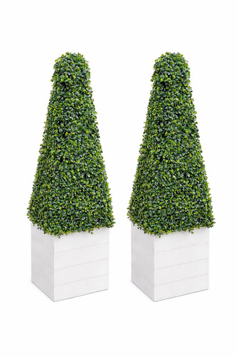 Elegant garden topiary plants - elegant,