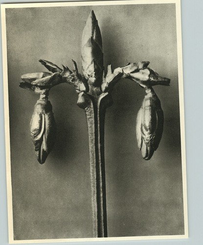 1942 original botanical - botanical, plant