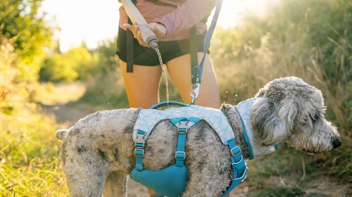 Ruffwear swamp cooler - ruffwear,