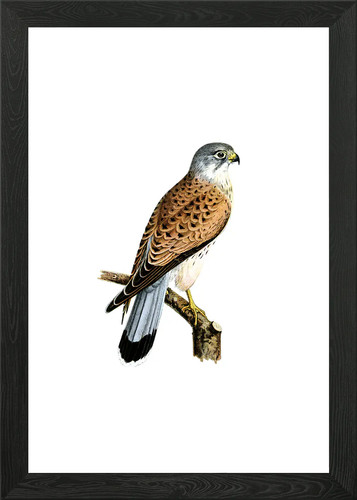Common kestrel falcon bird - common,