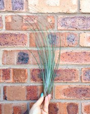 Large 40cm Tillandsia Juncea Air Plant House Plant