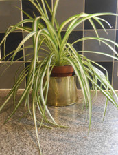 1918 WW1  Brass Shell Case