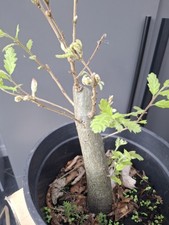 Chunky oak bonsai - oak, tree