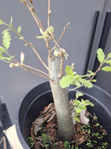 Chunky oak bonsai tree - oak,