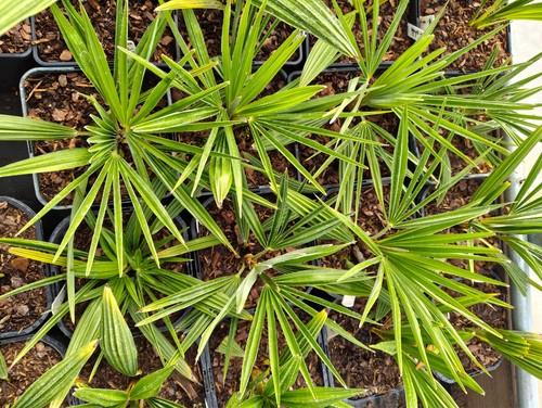 Trachycarpus fortunei t - trachycarpus,
