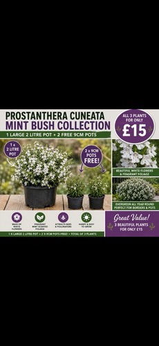 Prostanthera cuneata mint bush - prostanthera,