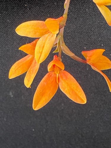 Disa orchid riversdale - disa,