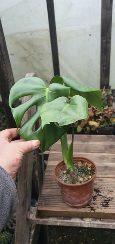 Monsters swiss cheese plants - monsters,