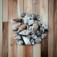 Mixed Sea Shells Beach Craft