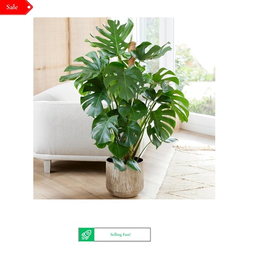 Monstera swiss cheese plant - swiss,