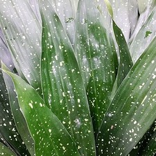 The Milky Way Cast Iron Plant Aspidistra Elatior 'Milky Way'