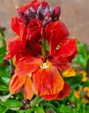 Wallflower Erysimum orange