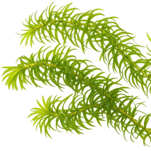 Elodea densa egeria - elodea, /