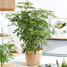 Schefflera Nora Large Indoor House Plant Real Evergreen Tall Exotic Rare Plants