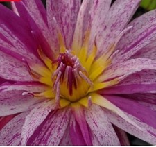 Peppermint Splash Mature