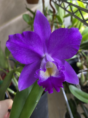 Cattleya joy forever - cattleya,