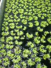 Floating Star Liver Moss (Ricciocarpos natans) Floating Plant Aquarium Pond