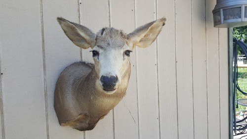 Colorado mule deer buck - colorado,