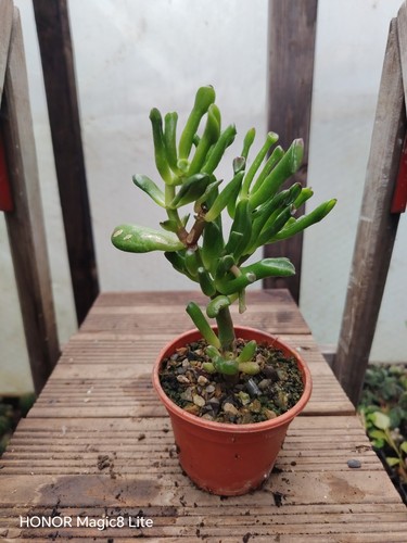 Crassula ovata gollum a - 'gollum',,