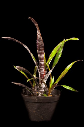 Bromeliad billbergia darth - billbergia, "darth