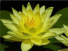 Nymphaea "Joey Tomocik" Water