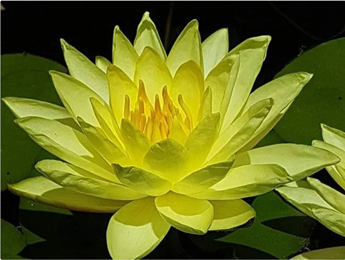 Nymphaea joey tomocik water - "joey, tomocik"