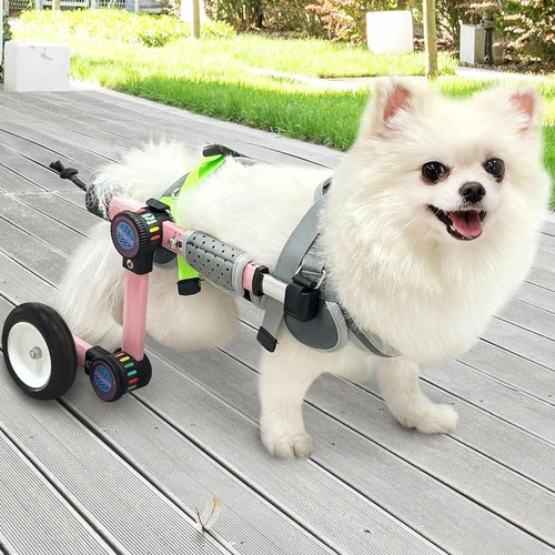 Letpetrun small dog - letpetrun,
