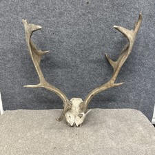 Fallow Buck Deer Skull