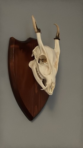 Full muntjac deer - deer, skull