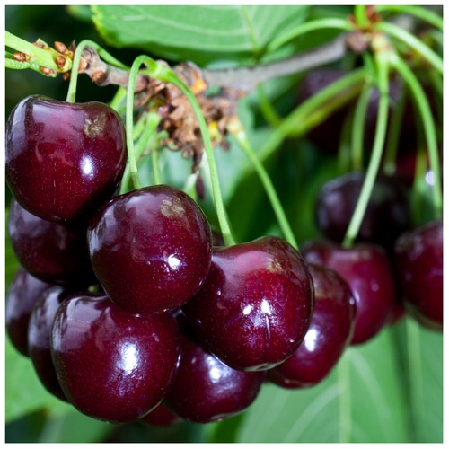 Van cherry tree - tree, tall