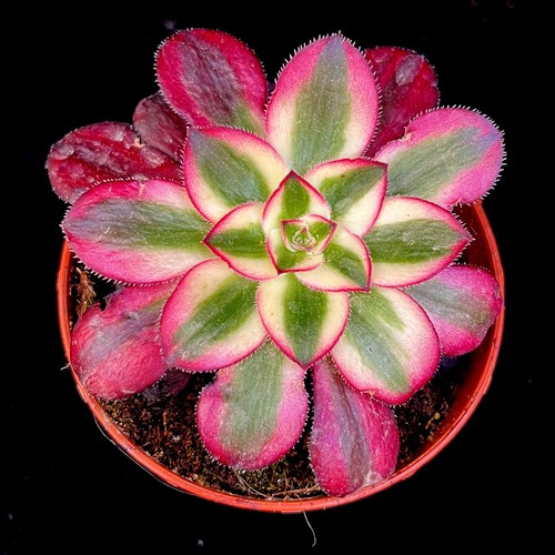 Aeonium venus succulent - venus,