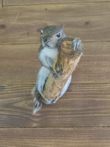 Gray squirrel taxidermy wall - gray,