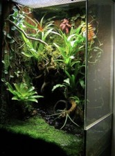 TERRARIUM KIT (LARGE) Natural Bio Decor. Plants Mosses & More. Great For Geckos