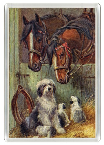 Old english sheepdog dog - old, &